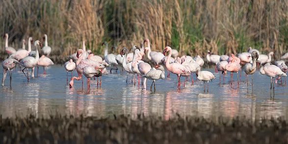 Six wild migrations in South Africa that have nothing to do with wildebeest