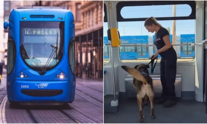 Dogs ride Zagreb's trams - here's when they need a ticket