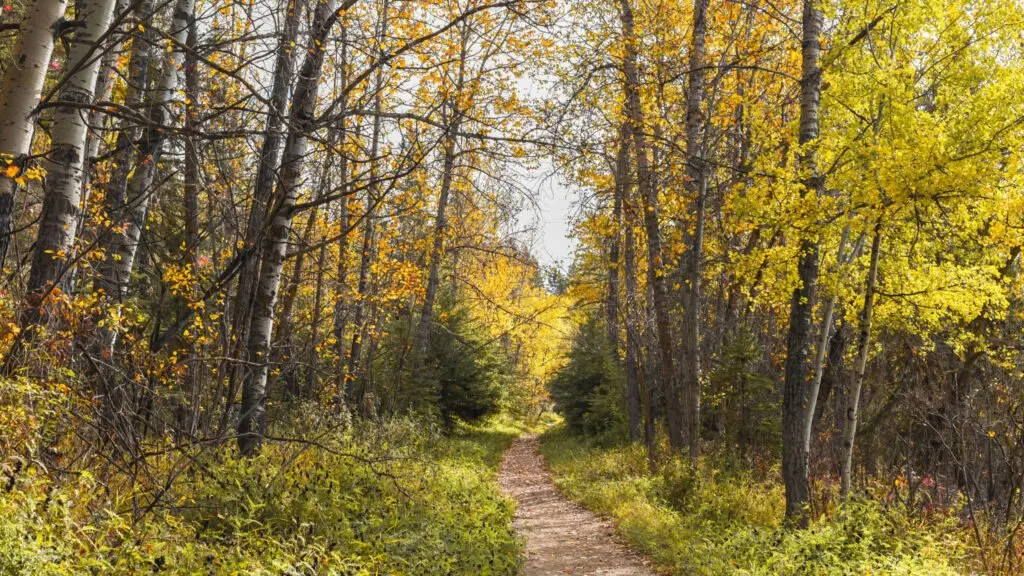 Gaetz Lakes Sanctuary: Red Deer's century-old bird haven with 5 km of free trails