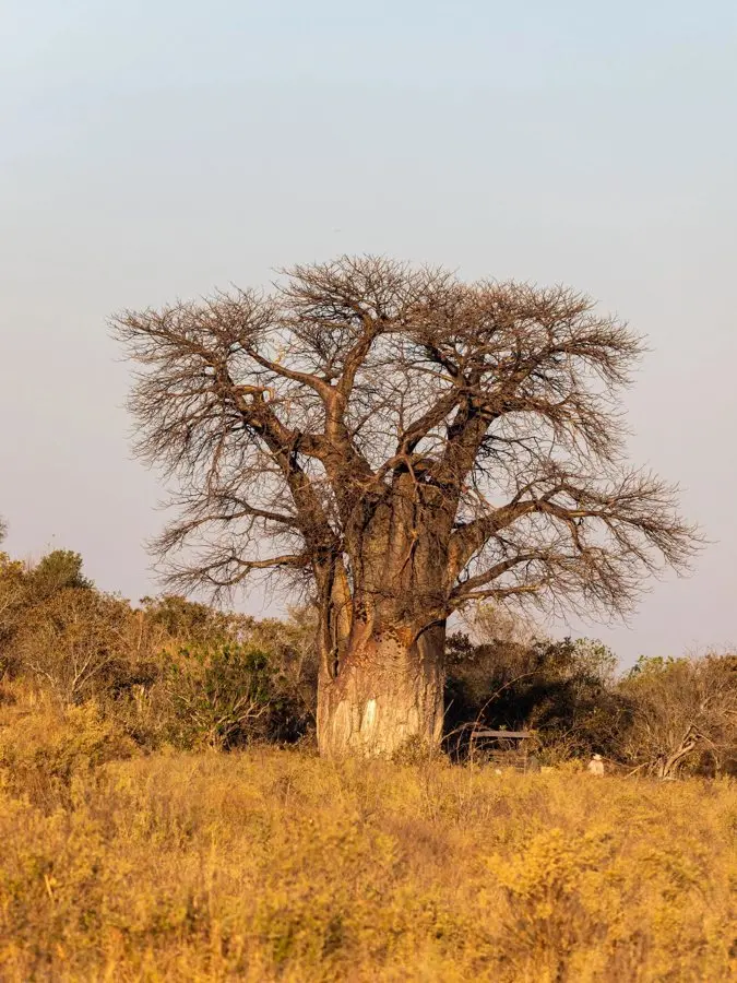 From a 1,200-year-old baobab to Africa's tallest tree: where to find South Africa's most remarkable trees