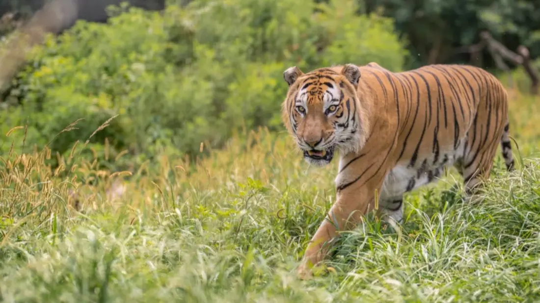 Tigers in the Ozarks: Inside Missouri's National Tiger Sanctuary Near Branson