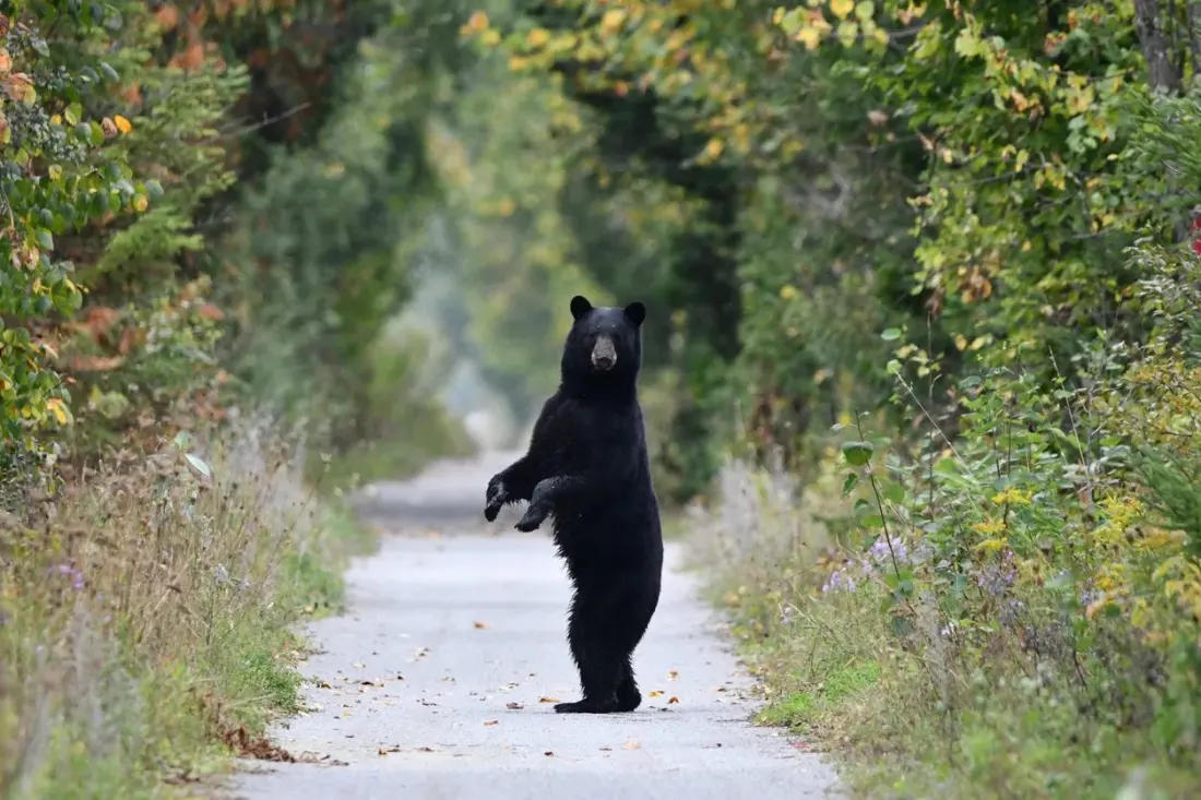 Bear Safety 101: Why Fall Hiking in Canada Demands Extra Caution