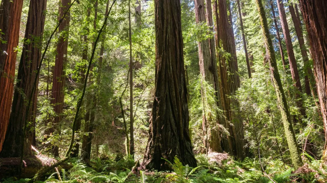Skip the Sequoia Crowds: Pescadero Creek Park Is California's Quiet Redwood Escape