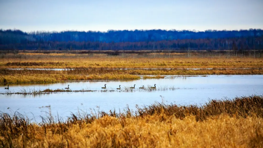Mead Wildlife Area: Wisconsin's Free 33,000-Acre Detour Between Minneapolis and Green Bay