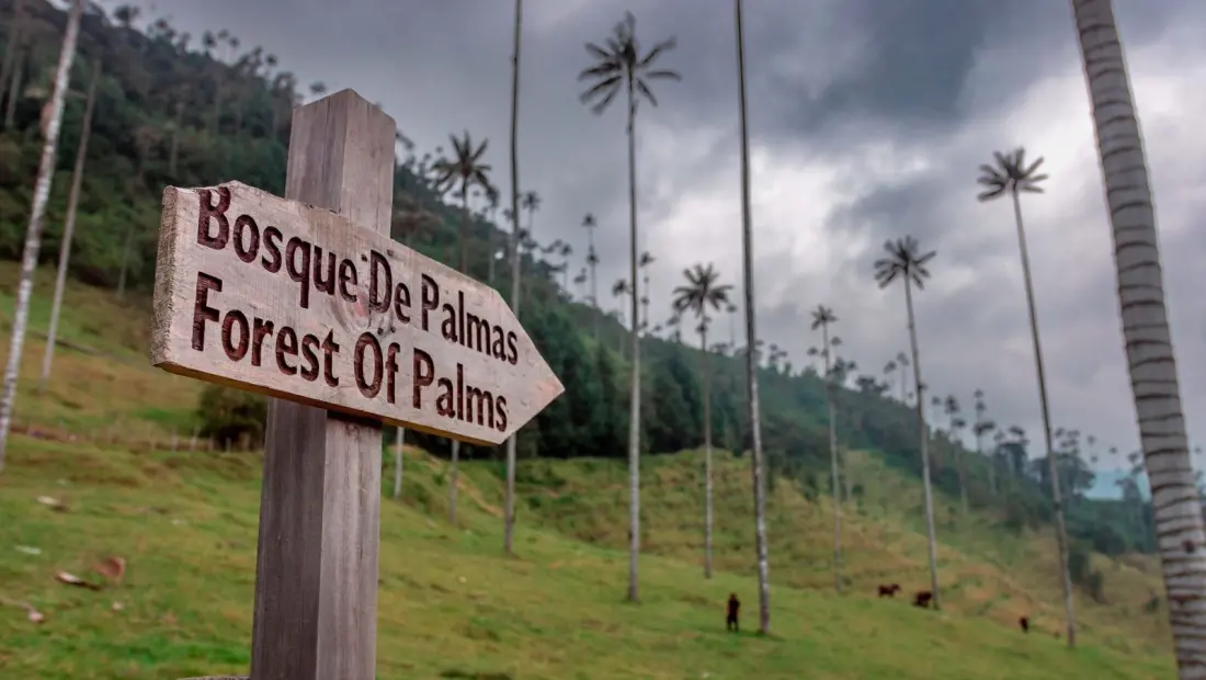 Three Days in Colombia's Coffee Region — No Car Required