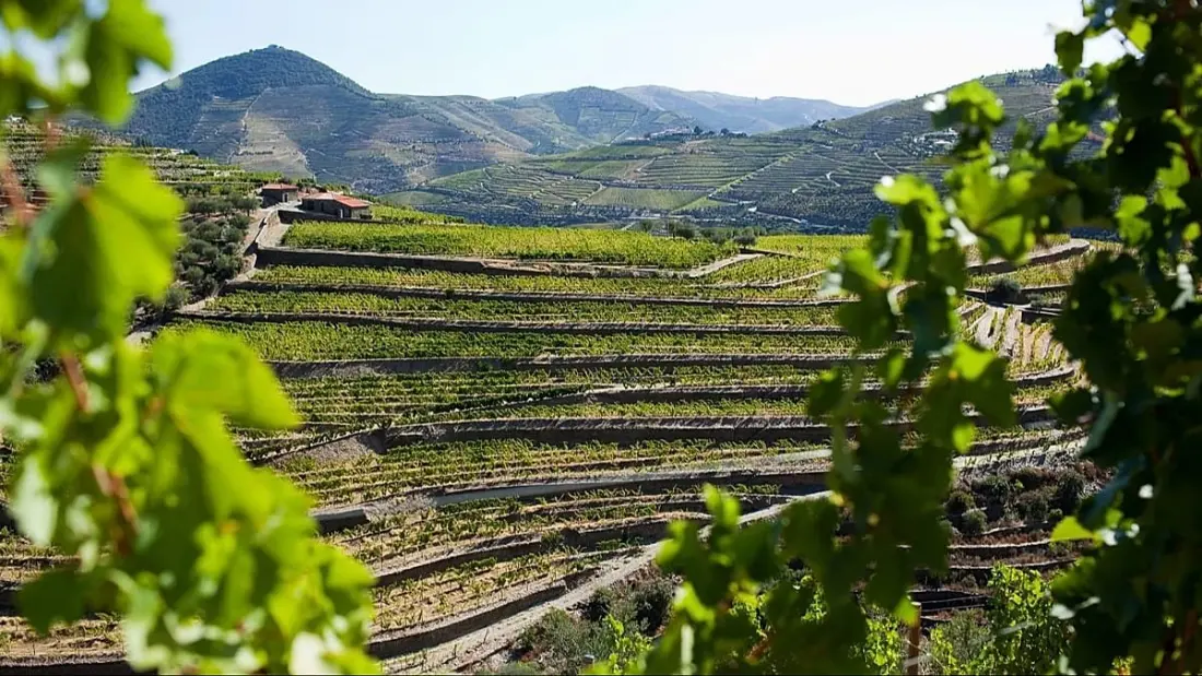 Grape treading, special trains and riverside quintas: inside the Douro harvest season