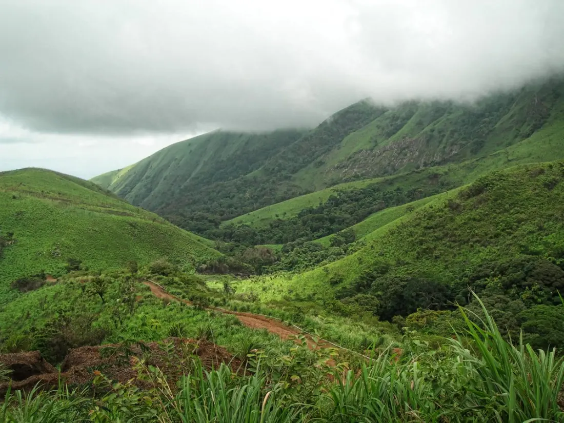 Mount Nimba: the West African mountain where forests, grasslands and rare wildlife collide