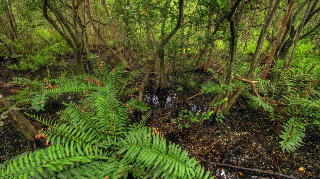 Secret Woods Nature Center: A Free 57-Acre Wetland Escape Between Miami and Fort Lauderdale