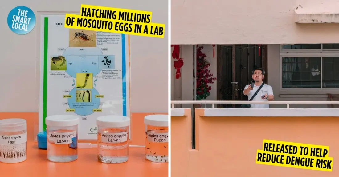 Singapore's Wolbachia mosquitoes: the dengue-fighting scheme every visitor should know about
