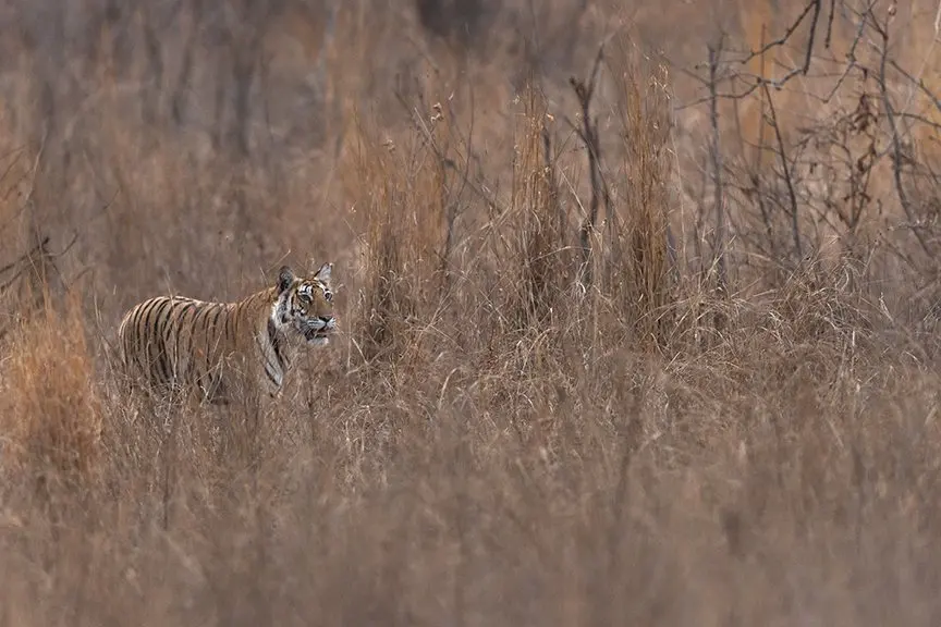 Tigers, Bears and Sharks: A Week of Wildlife Attacks and What Travellers Should Know