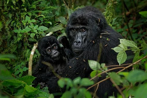 Rescued gorilla Lulingu becomes a wild mum in Virunga — a win for one of Africa's rarest apes
