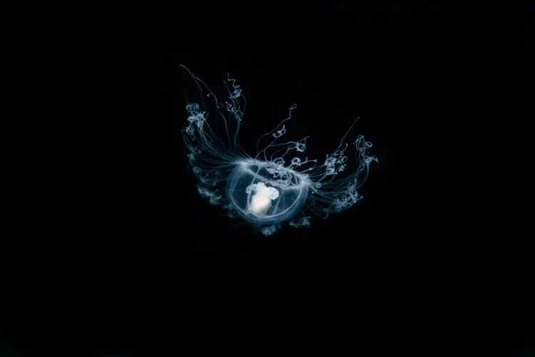 How Long Do Ocean Animals Actually Live? A New Quiz Tests Your Marine Biology Knowledge