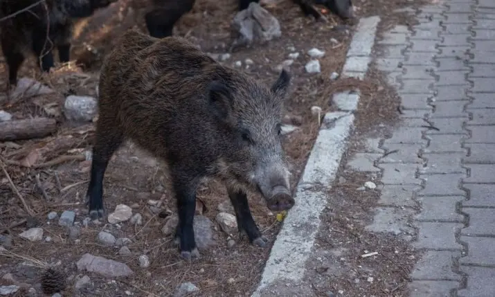 Wild Boar on the Streets of Zagreb: What Travellers Should Know About the City's New Traps