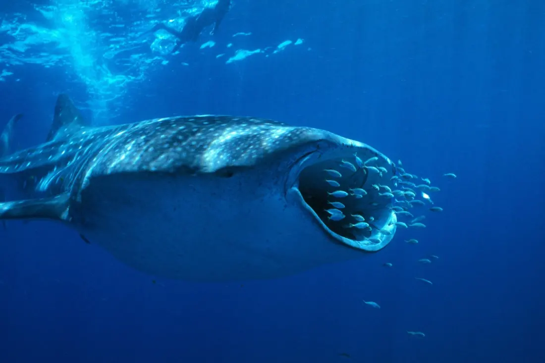 Scientists just filmed whale sharks at Ningaloo feeding in ways nobody had seen before