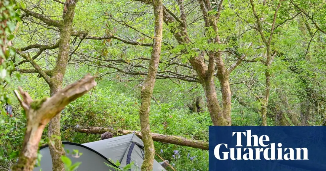 Sleep beside a restored temperate rainforest on Dartmoor's quiet edge