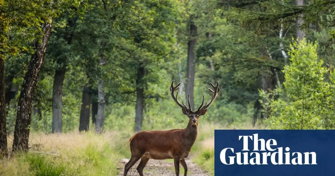 Veluwe by bike: where the Netherlands turns wild (and Van Gogh is the icing)
