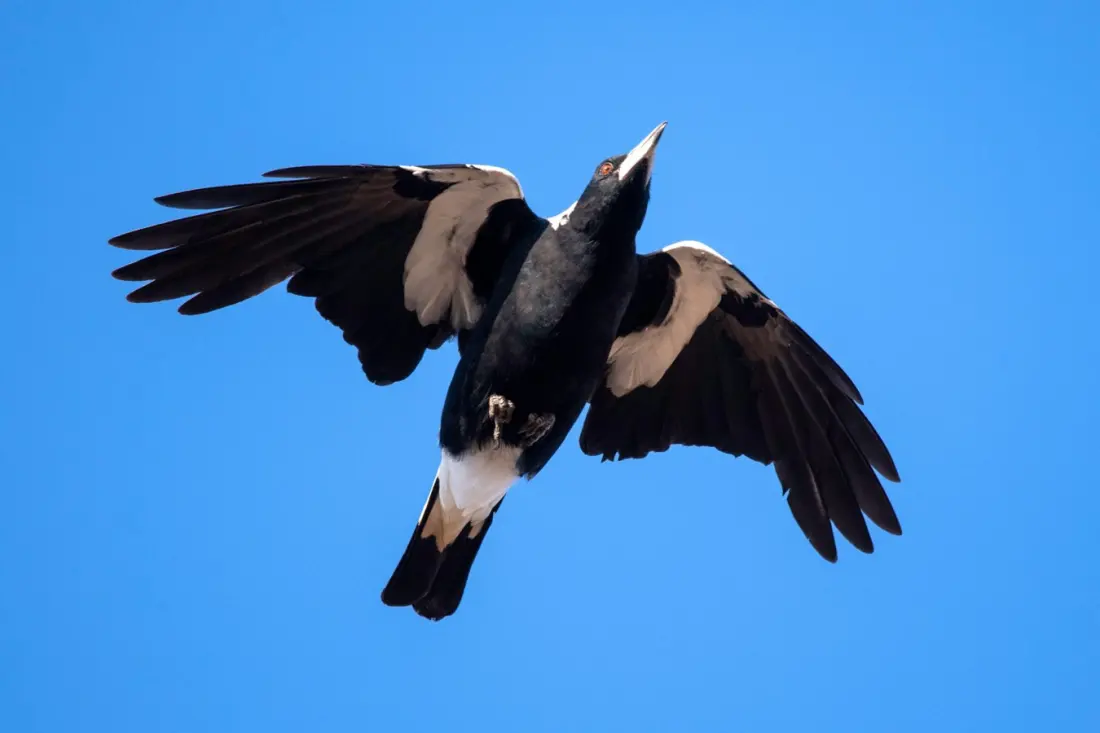 Spring in Australia means swooping season — how to share the path with magpies