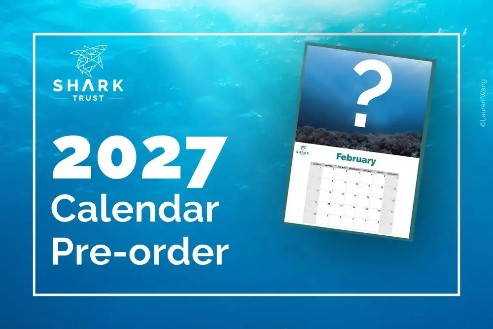 Shark Trust's 2027 calendar is up for pre-order — mystery images included