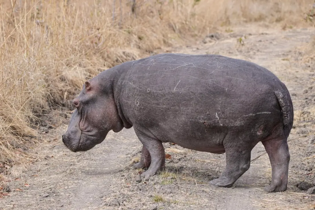 Anthrax outbreak in Zambia kills dozens of hippos and elephants; officials warn against eating dead wildlife