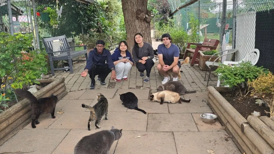 Canada's biggest cat sanctuary lets you spend an afternoon with 500 rescue cats near Vancouver