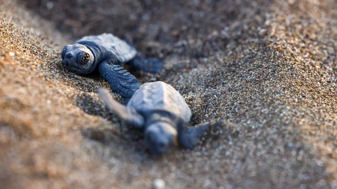 Türkiye's Loggerhead Turtles Are Sending a Climate Signal Ahead of COP31