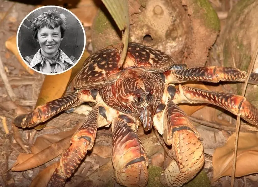 Hunting Amelia Earhart's Plane on an Atoll Ruled by Giant Coconut Crabs