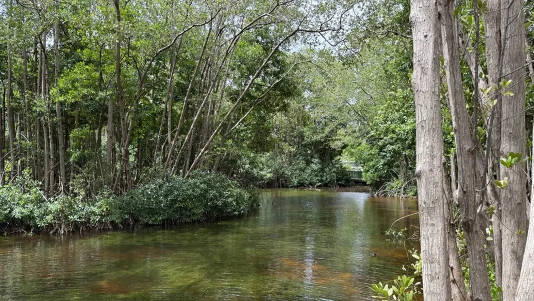 Barbados Beyond the Beach: Manor Houses, Mangroves and Turtle Hatchlings