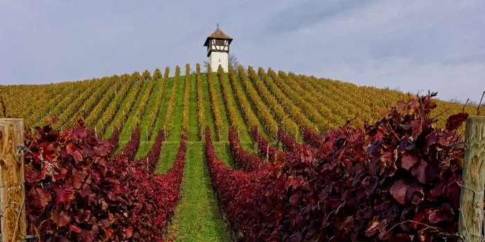 The Rhône Valley Is France's Most Photographed Wine Region in Autumn — Here's Why