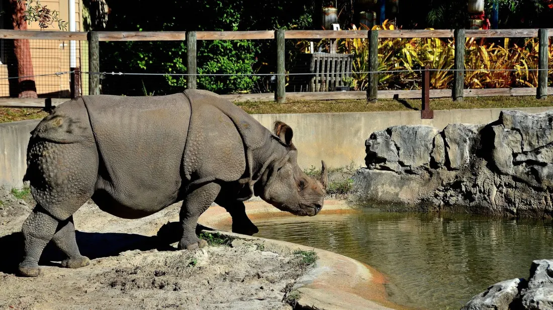 Sanford's Central Florida Zoo: The Family Stop Between Orlando and Daytona Beach