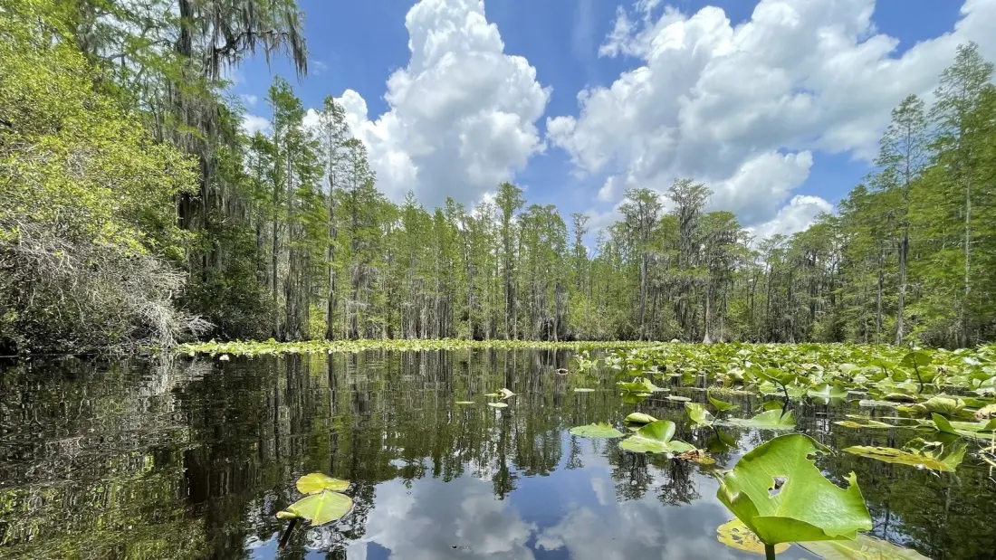 Georgia Renames Stephen C. Foster State Park as Okefenokee State Park — And It's Getting a Serious Upgrade