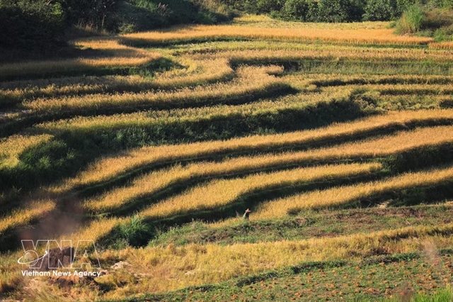 Golden hour in Phú Thọ: inside the Miền Đồi terraced field festival