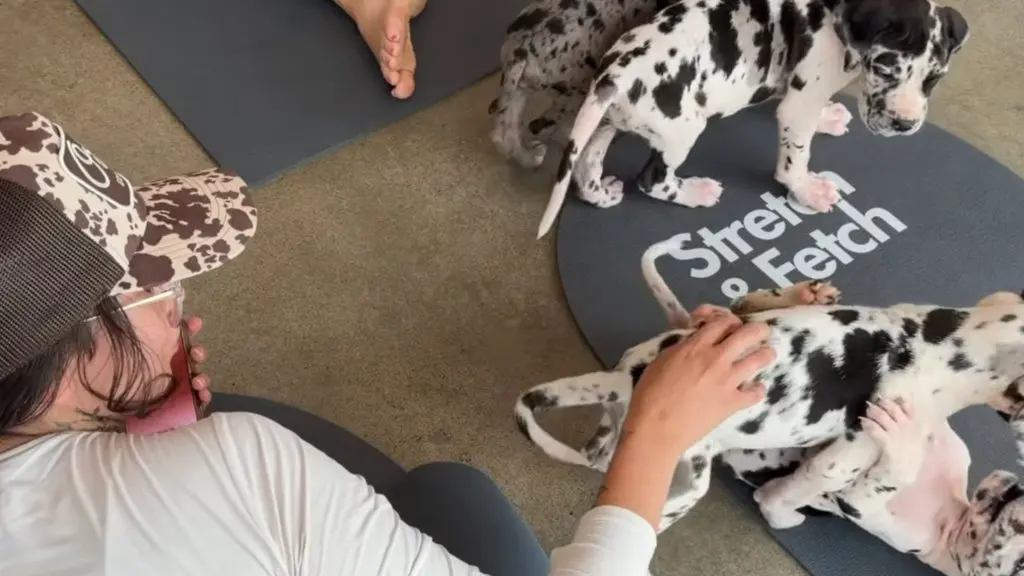 Puppy yoga in Edmonton: Stretch and Fetch mixes beginner yoga with puppy cuddle time