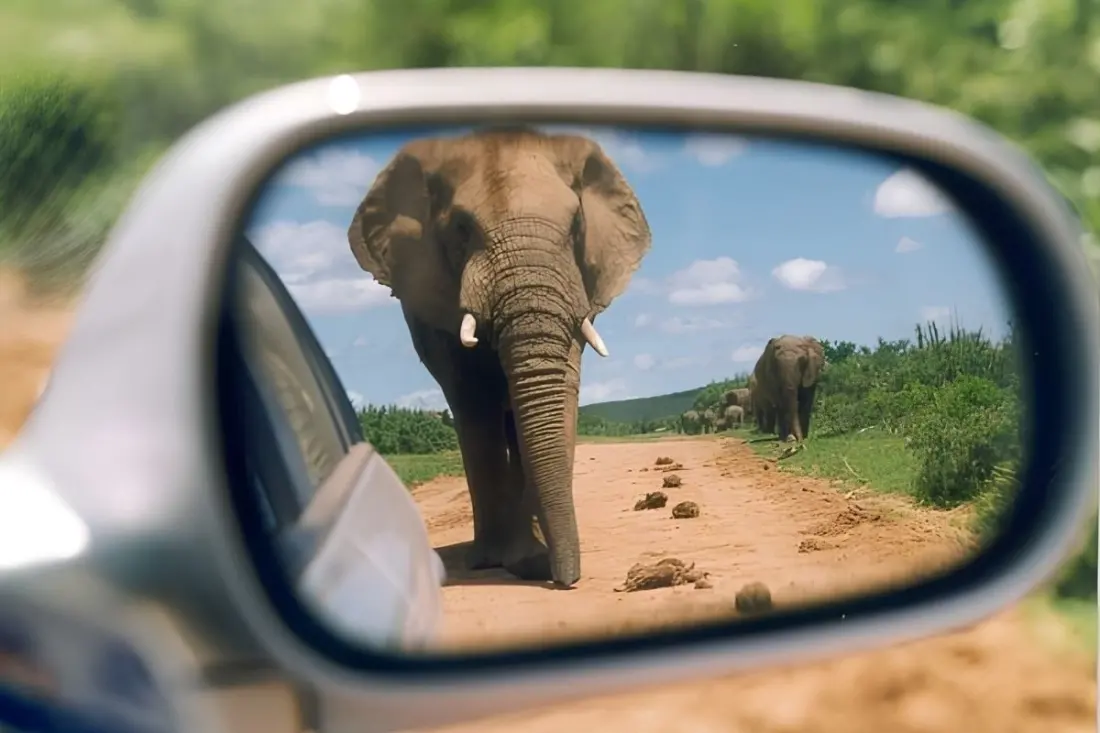 How much time do you actually need to self-drive Addo Elephant National Park?