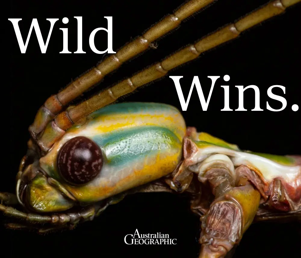 Good news for weird birds and giant stick insects: three Australian-region wildlife wins