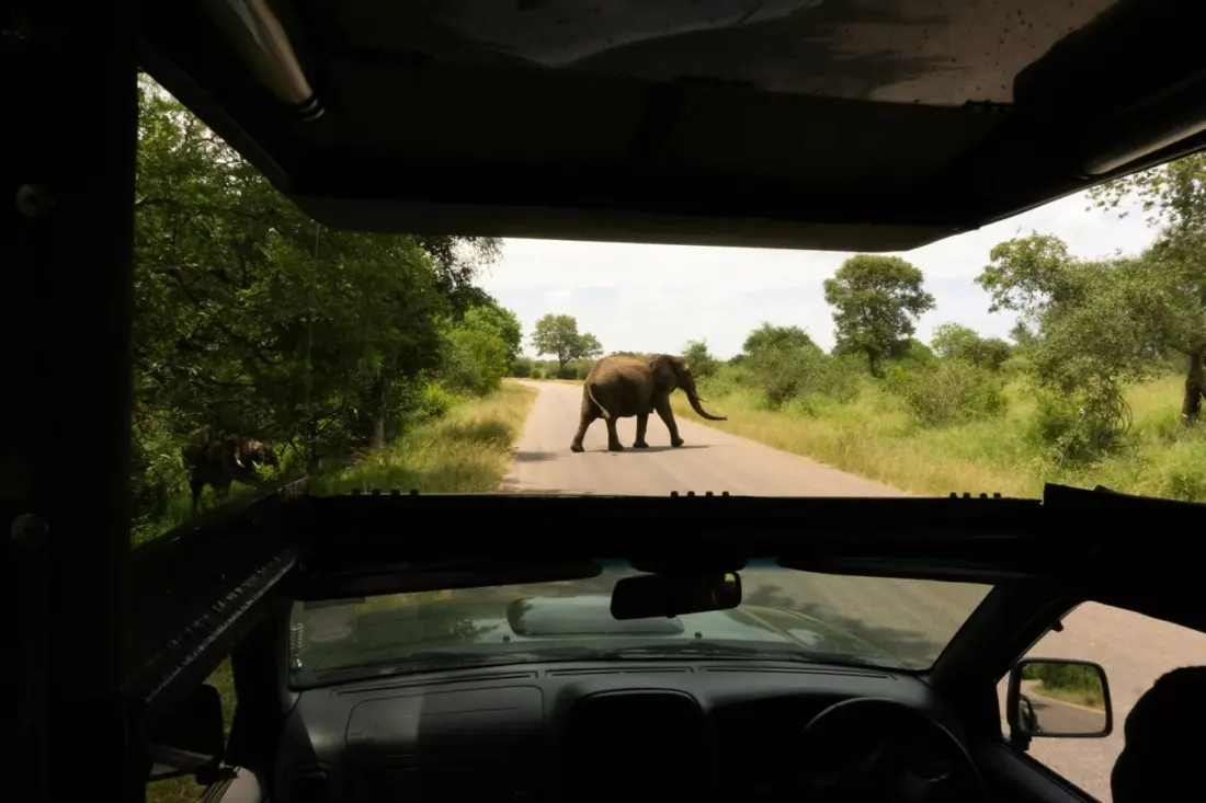Suspected poacher killed by elephants in Kruger National Park