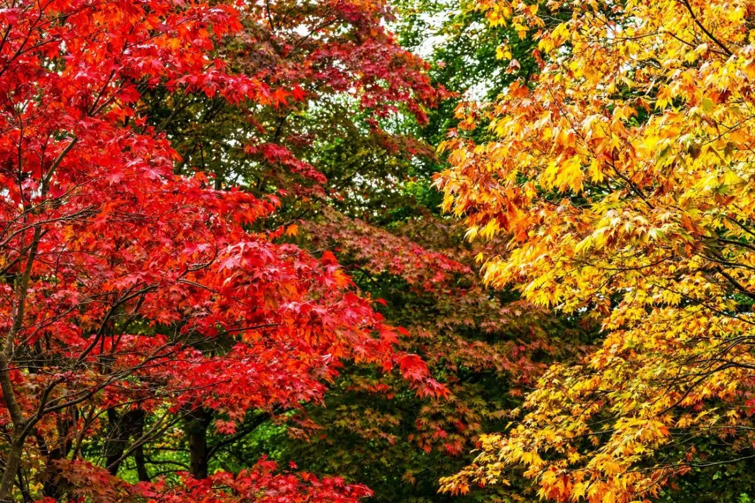 Twelve UK gardens where autumn colour peaks this season