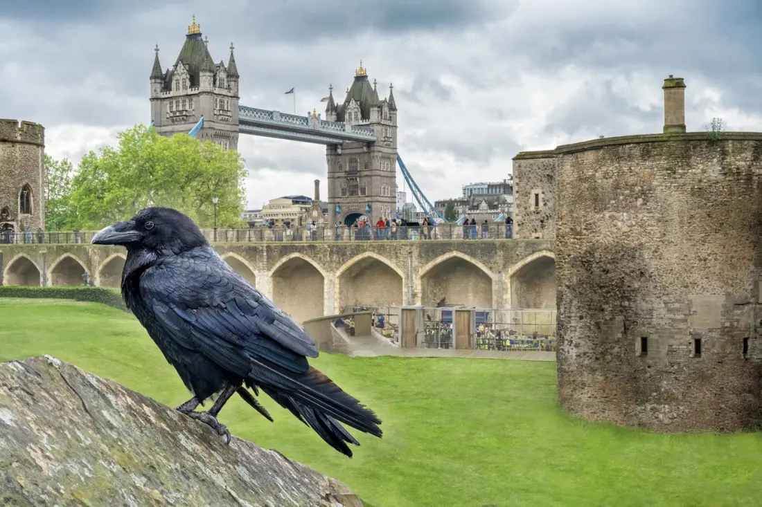 Meet the Tower of London's Ravens Before Everyone Else Arrives