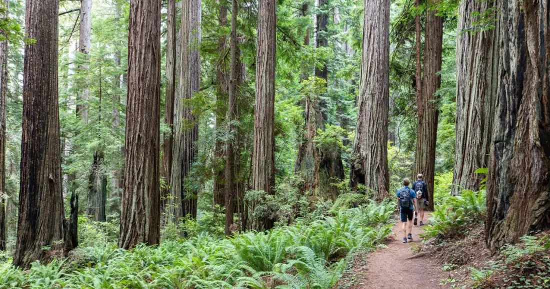 Redwood National and State Parks: Where to Start, What to Skip and the Trails Worth Getting Up Early For