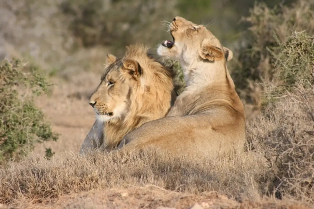 Addo Elephant National Park: what to see beyond the elephants