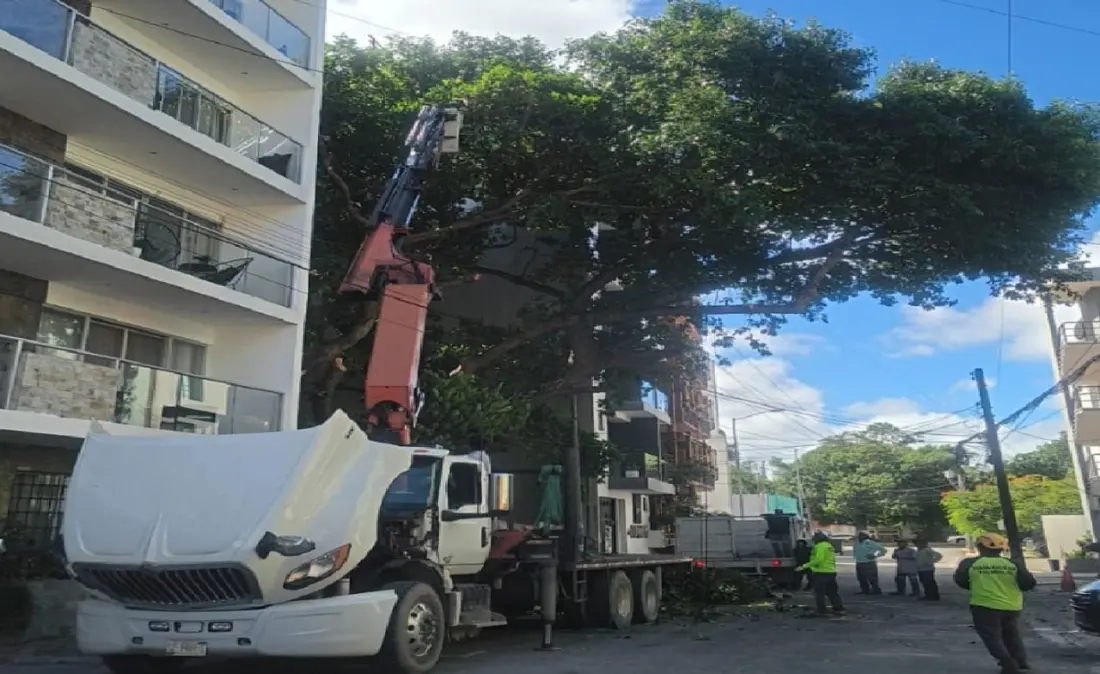 A Fifth Avenue Tree in Playa del Carmen Gets a Reprieve — and a New Home Down the Road