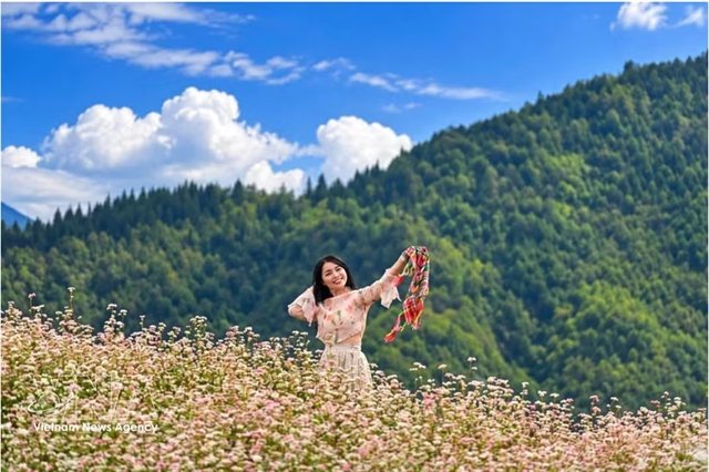 Lũng Cú's buckwheat bloom: why Vietnam's northern tip is worth the trip this flower season