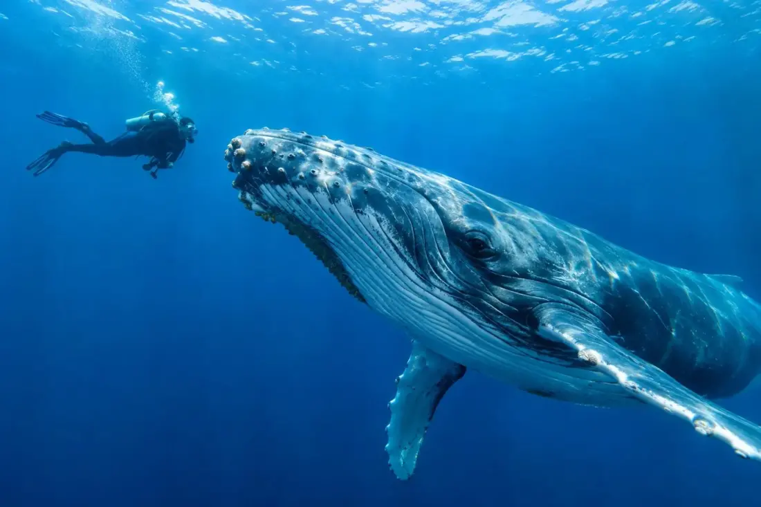 Costa Rica Diving: Where to Go for Mantas, Bull Sharks and Hammerheads