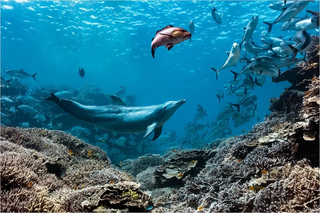 A dolphin with a food-stealing trick has made Lady Elliot Island its dining room