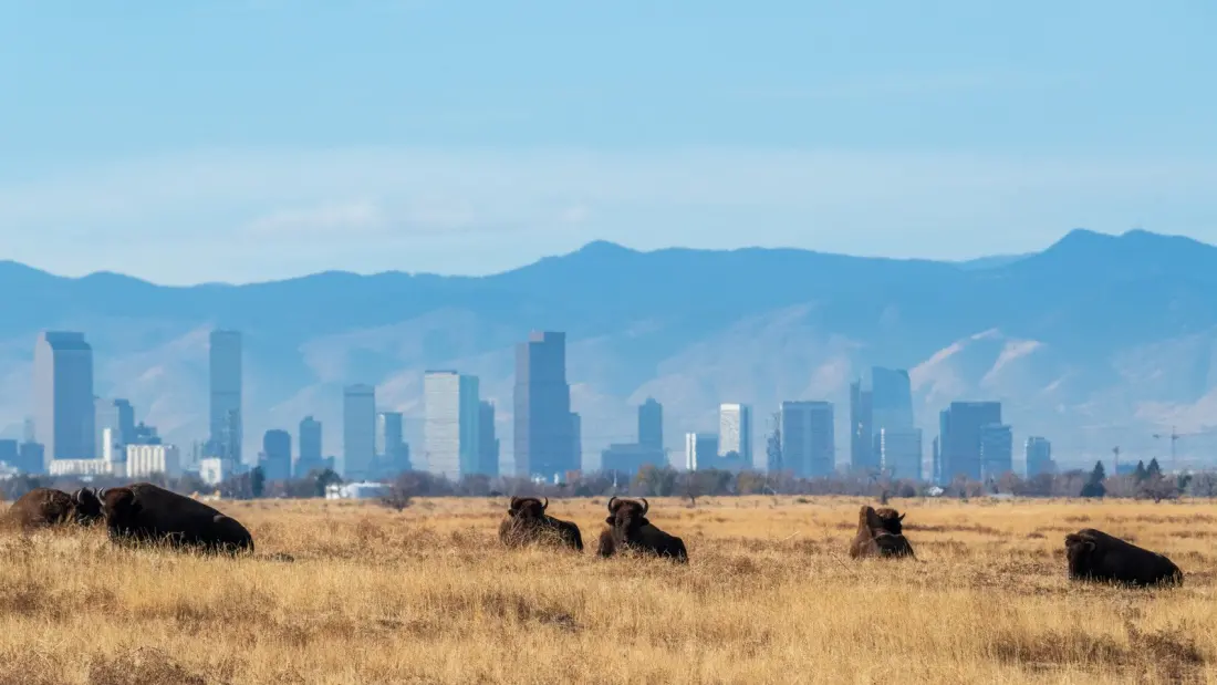 Denver's Unexpected Safari: An Old Weapons Plant Turned 15,000-Acre Wildlife Refuge