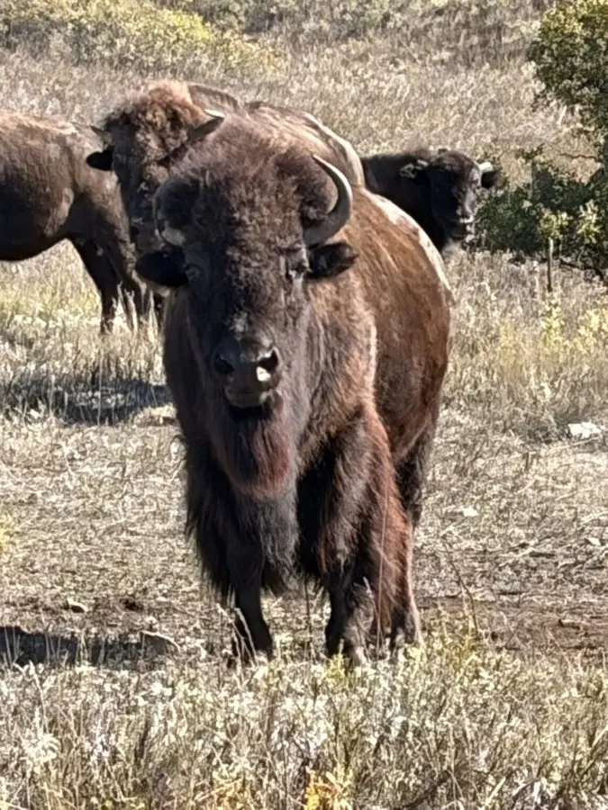 North Dakota's Maah Daah Hey Trail: 144 Miles of Badlands Solitude