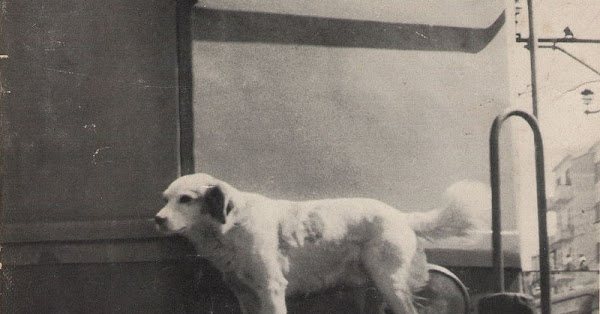 Lampo: The Stray Dog Who Navigated Italy's Railways on His Own