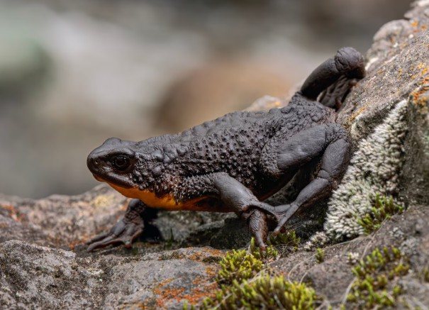 An Ecuadorian toad with its own lawyer is holding up an Andean road project