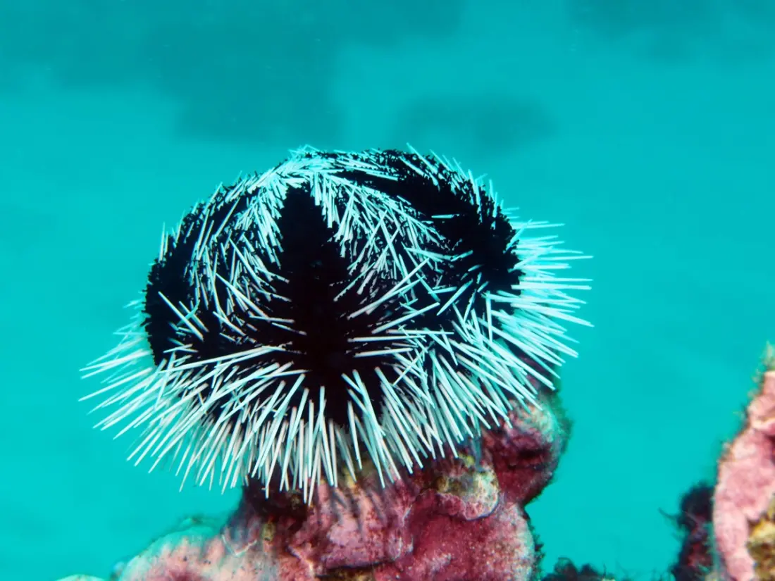 The 'demon urchin' is mowing down kelp forests on Australia's Great Southern Reef