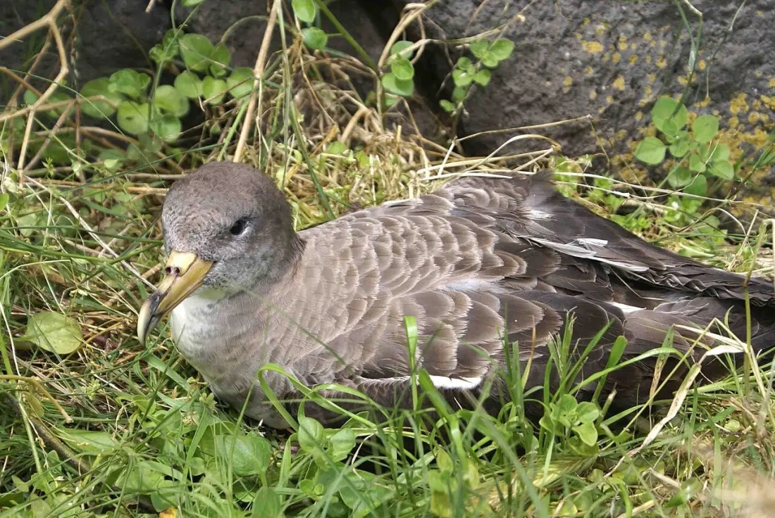 Madeira dims the lights for one night to give young shearwaters a safe path to the sea