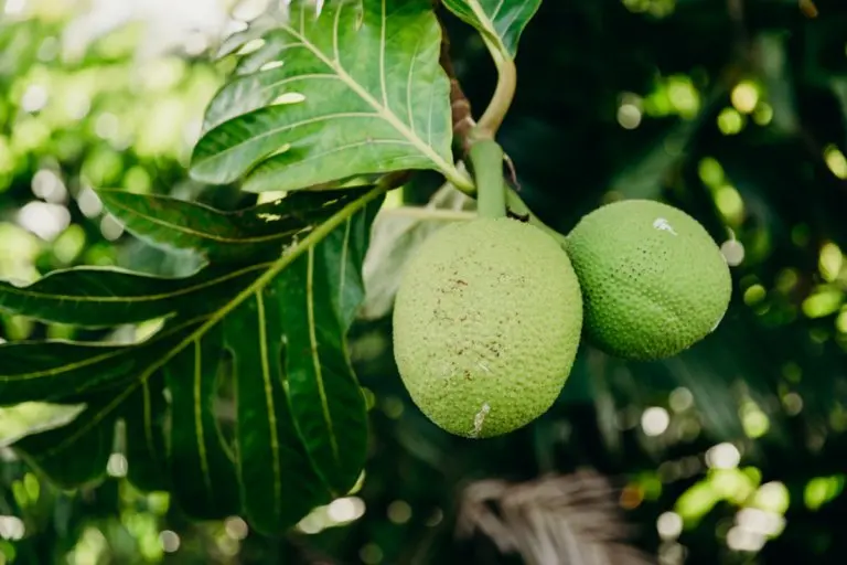 Kīhei and Wailea Just Got Tastier: 7 New Spots to Eat and Drink in South Maui